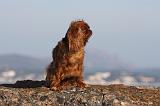KING CHARLES SPANIEL 044